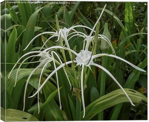 Beach Spider Lily Canvas Print by colin chalkley