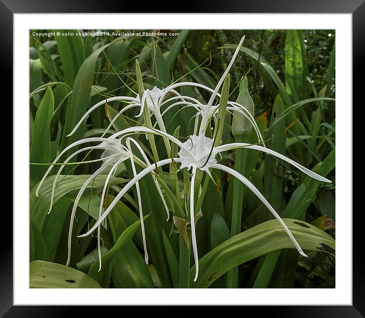 Beach Spider Lily Framed Mounted Print by colin chalkley