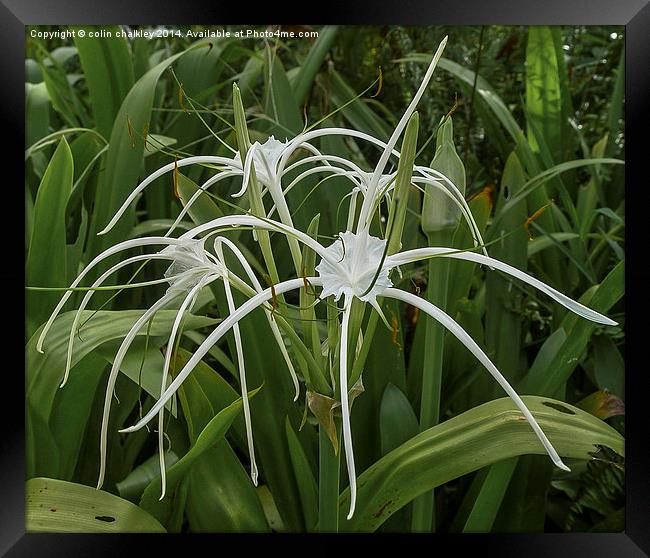Beach Spider Lily Framed Print by colin chalkley