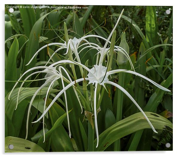 Beach Spider Lily Acrylic by colin chalkley