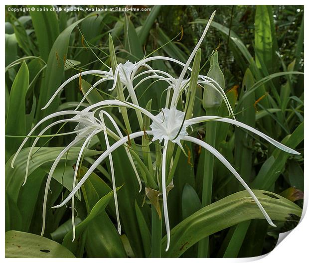 Beach Spider Lily Print by colin chalkley