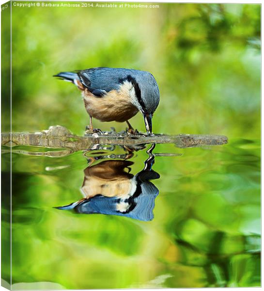 Nuthatch reflections Canvas Print by Barbara Ambrose
