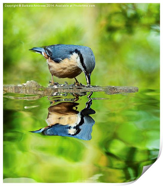 Nuthatch reflections Print by Barbara Ambrose