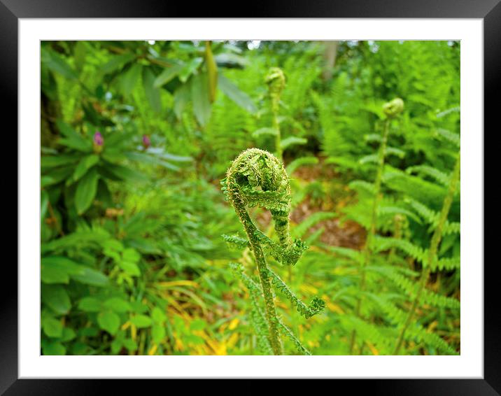 New Growth Framed Mounted Print by Robert Gipson