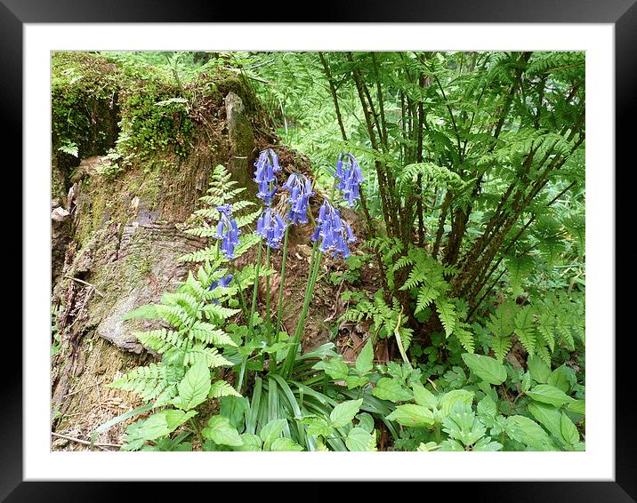 Bluebell wood Framed Mounted Print by Robert Gipson