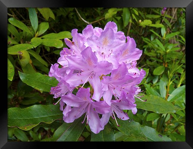 Rhododendron flower bloom Framed Print by Robert Gipson