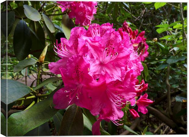 Rhododendron flower bunch Canvas Print by Robert Gipson