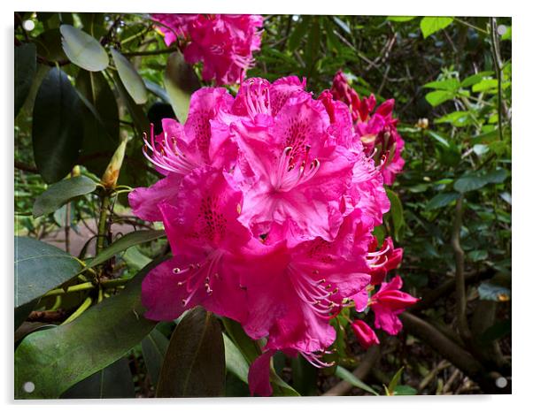 Rhododendron flower bunch Acrylic by Robert Gipson