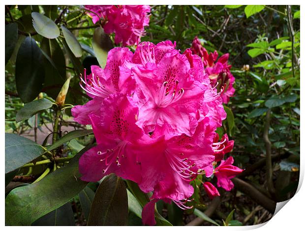 Rhododendron flower bunch Print by Robert Gipson