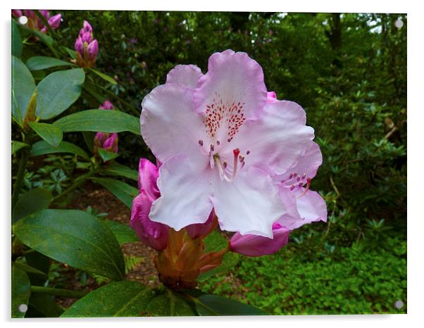 Rhododendron flower bloom Acrylic by Robert Gipson