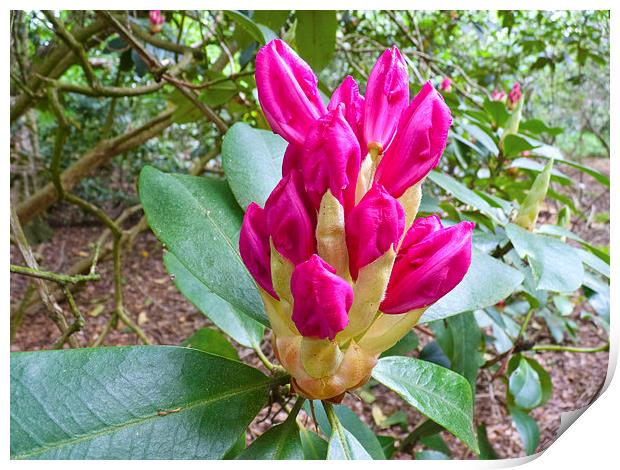 Rhododendron flower bloom Print by Robert Gipson
