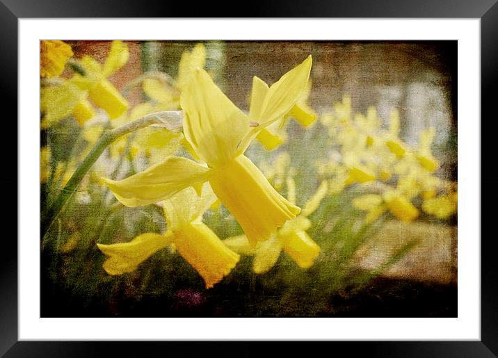 Spring Has Sprung Framed Mounted Print by Daves Photography