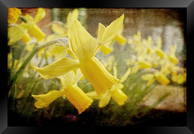 Spring Has Sprung Framed Print by Daves Photography
