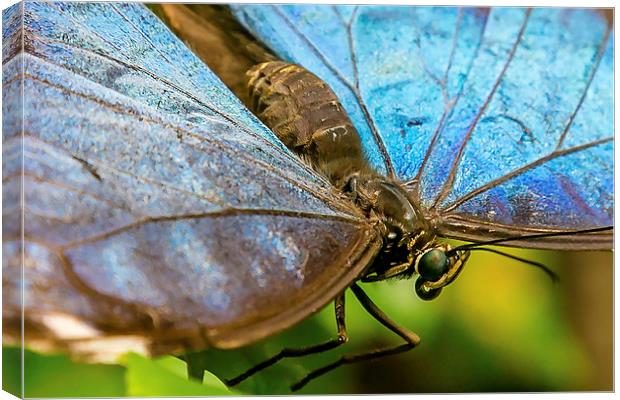 Blue Morphos Butterfly Closeup Canvas Print by Andy McGarry