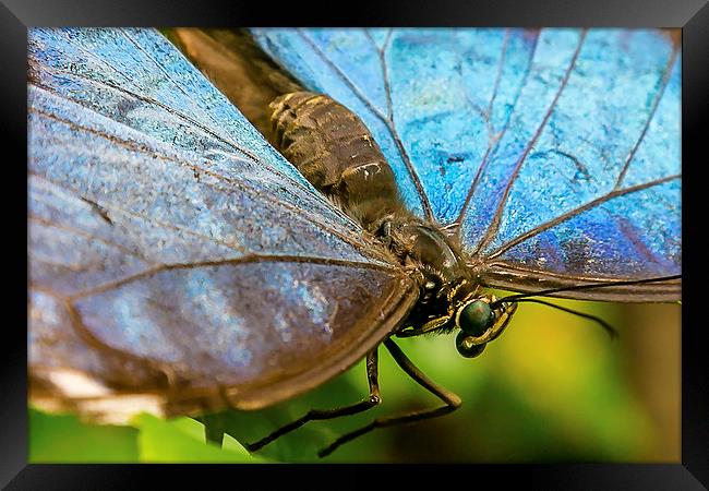 Blue Morphos Butterfly Closeup Framed Print by Andy McGarry