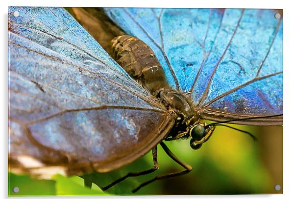 Blue Morphos Butterfly Closeup Acrylic by Andy McGarry