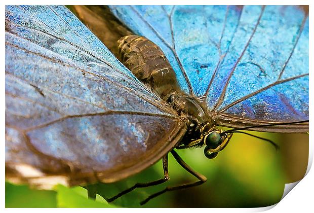 Blue Morphos Butterfly Closeup Print by Andy McGarry