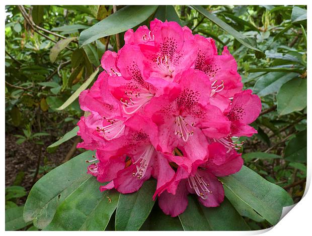 Rhododendron flower bloom Print by Robert Gipson