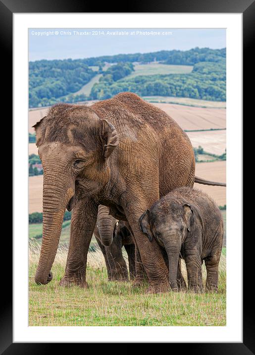 Lean on Me Little Elephant Framed Mounted Print by Chris Thaxter