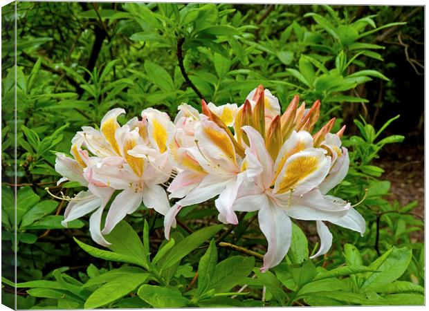 Rhododendron flower bloom Canvas Print by Robert Gipson
