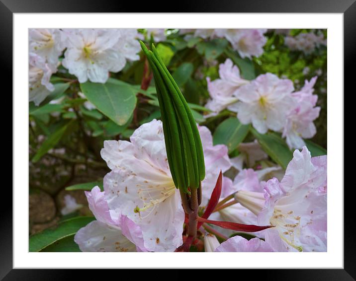 Rhododendron flower leaf cluster Framed Mounted Print by Robert Gipson