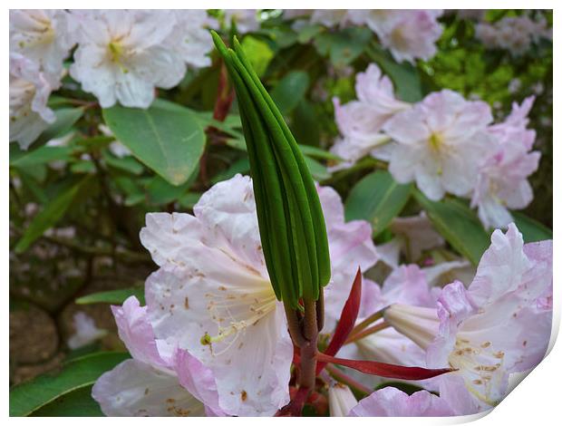 Rhododendron flower leaf cluster Print by Robert Gipson