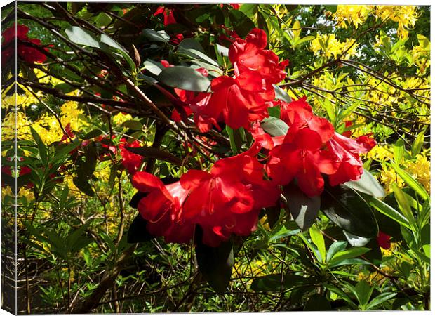 Rhododendron flower bloom Canvas Print by Robert Gipson