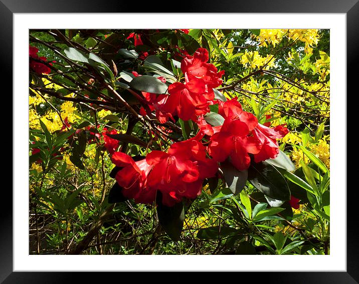 Rhododendron flower bloom Framed Mounted Print by Robert Gipson