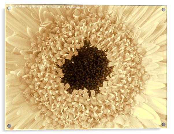 Sepia frills , Flower Centre Acrylic by Bill Lighterness