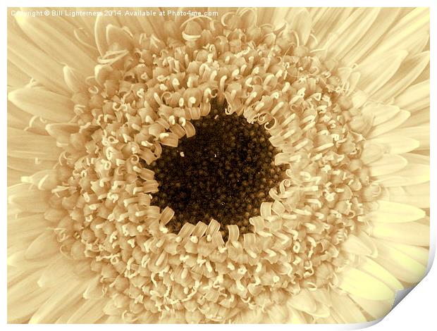 Sepia frills , Flower Centre Print by Bill Lighterness