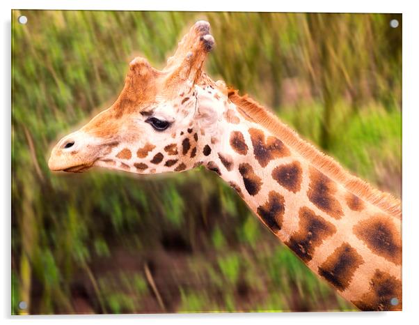 giraffe close up Acrylic by Robert Bennett