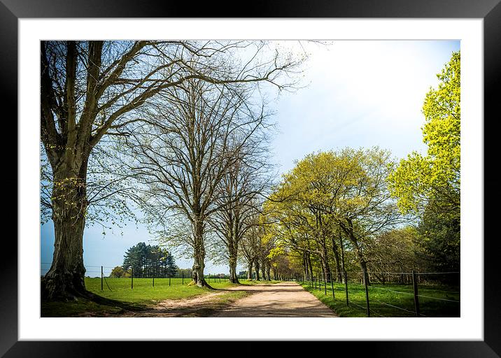 Tree lined Royal drive Framed Mounted Print by Ian Johnston  LRPS