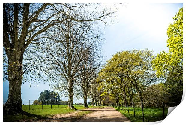 Tree lined Royal drive Print by Ian Johnston  LRPS