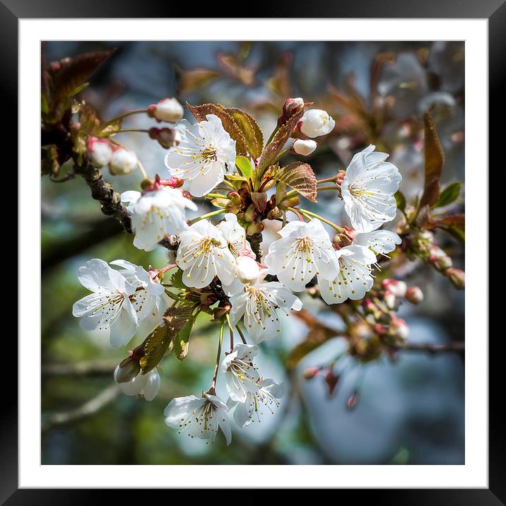 Cherry Tree Blossom Framed Mounted Print by Ian Johnston  LRPS