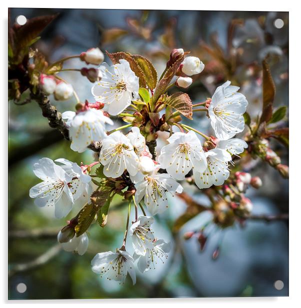Cherry Tree Blossom Acrylic by Ian Johnston  LRPS