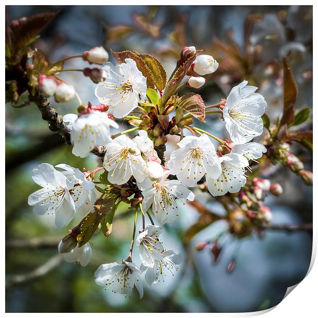 Cherry Tree Blossom Print by Ian Johnston  LRPS