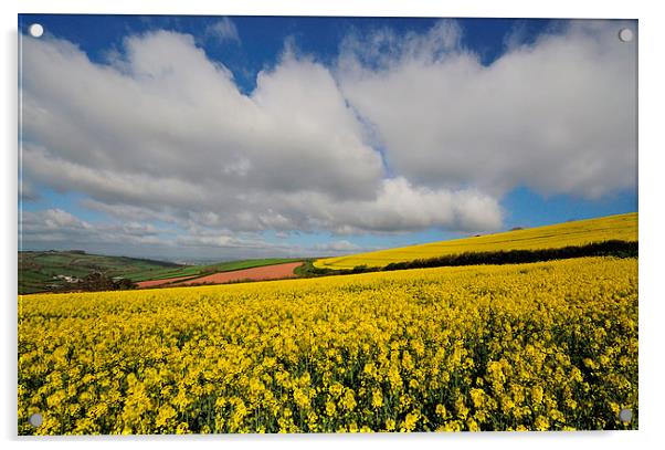 Rapeseed field near Shaldon Devon Acrylic by Rosie Spooner