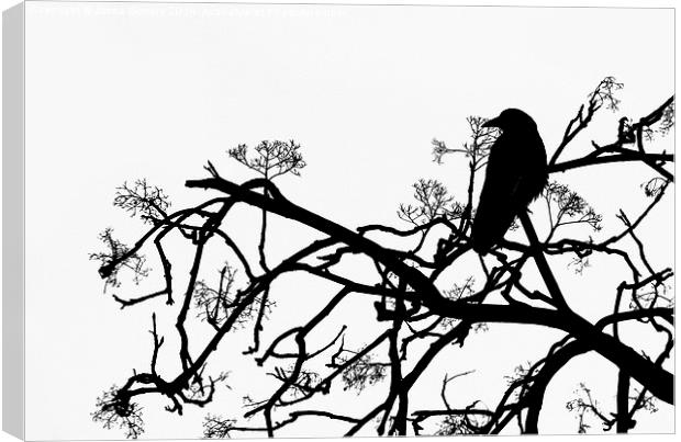 Crow Canvas Print by Jasna Buncic