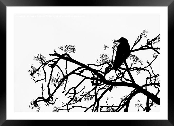 Crow Framed Mounted Print by Jasna Buncic