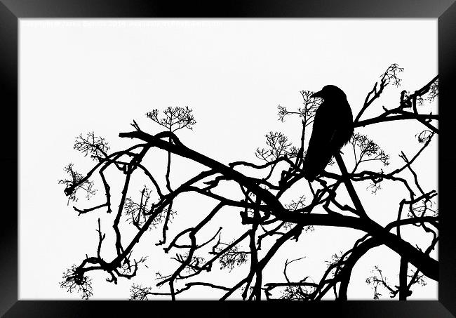 Crow Framed Print by Jasna Buncic