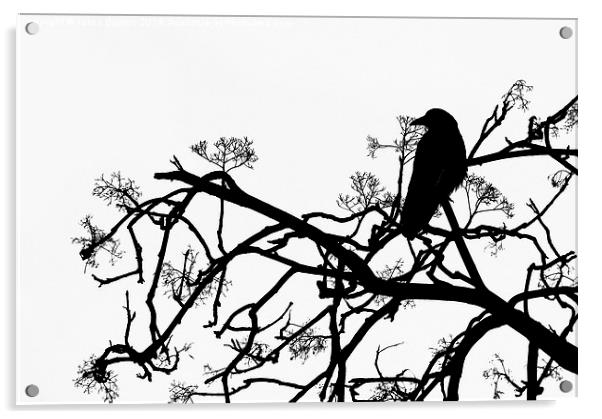 Crow Acrylic by Jasna Buncic