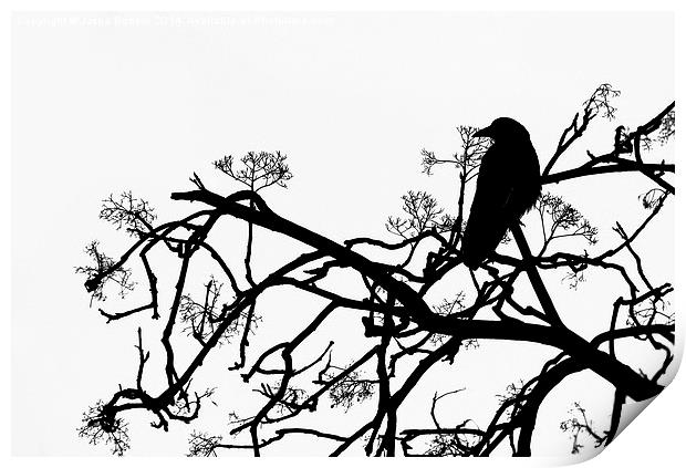 Crow Print by Jasna Buncic