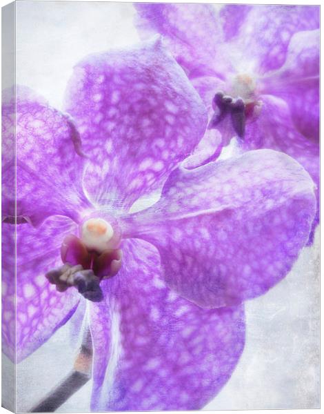 orchids in violet Canvas Print by Heather Newton