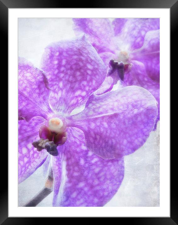 orchids in violet Framed Mounted Print by Heather Newton
