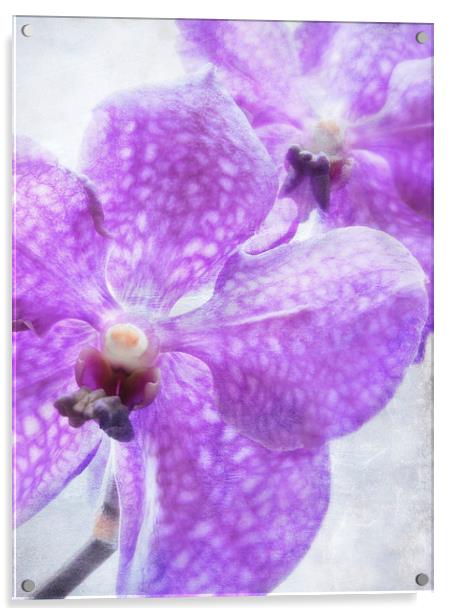 orchids in violet Acrylic by Heather Newton