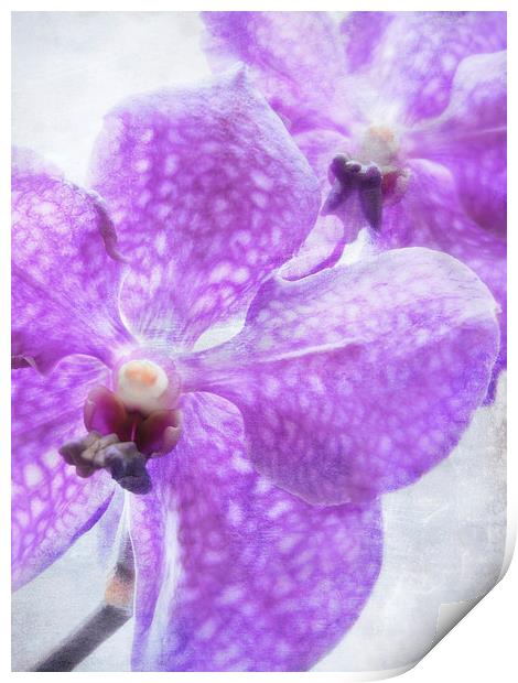 orchids in violet Print by Heather Newton