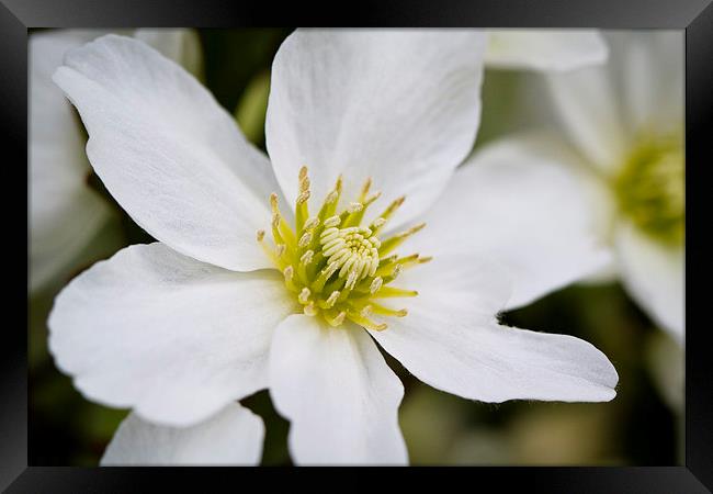 Clematis Marmoraria Framed Print by Steve Hughes