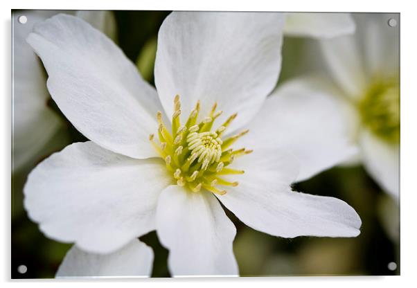 Clematis Marmoraria Acrylic by Steve Hughes