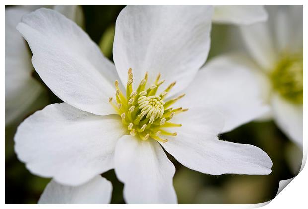 Clematis Marmoraria Print by Steve Hughes