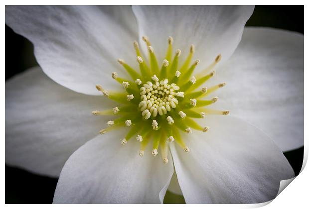 Centre of a Clematis Marmoraria flower Print by Steve Hughes
